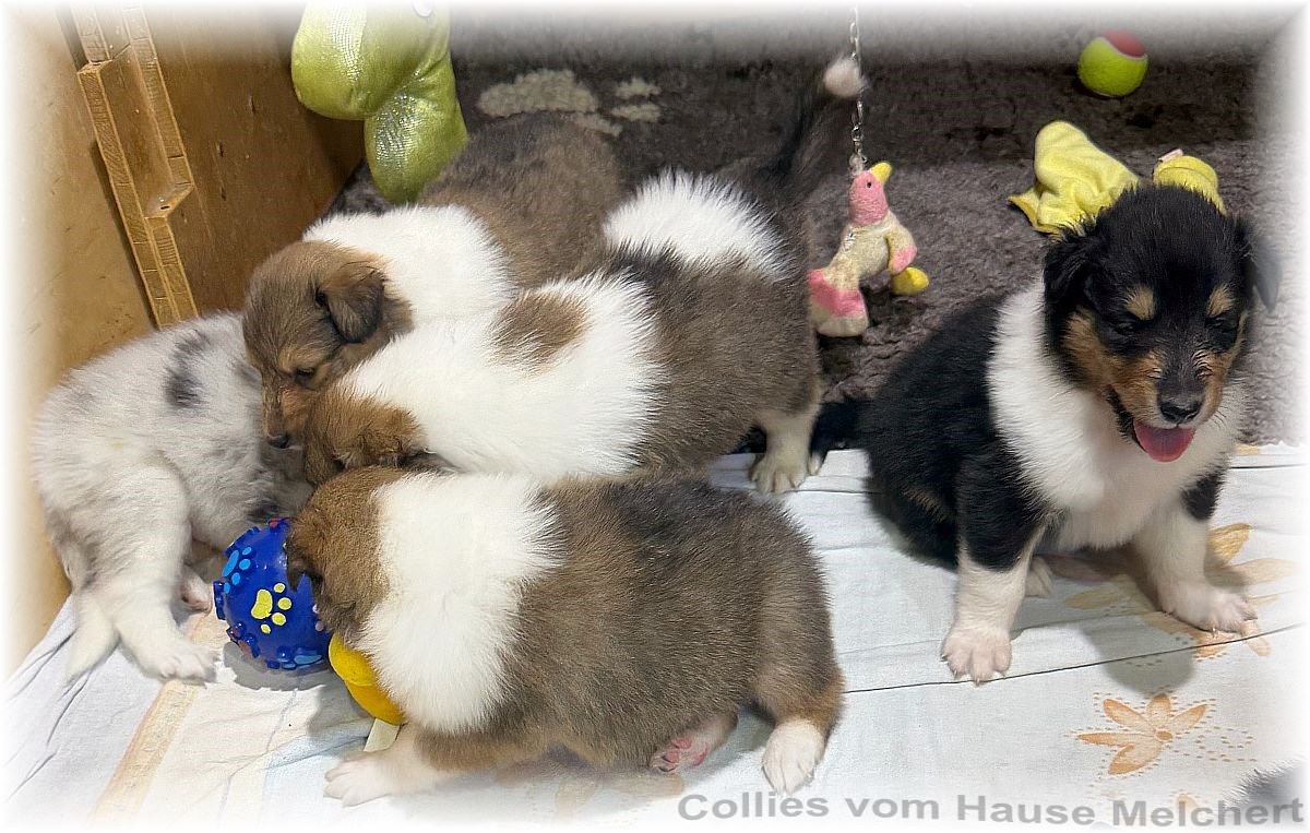 Amerikanische Collies vom Hause Melchert