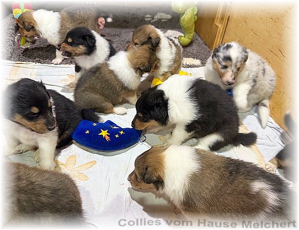 Amerikanische Collies vom Hause Melchert