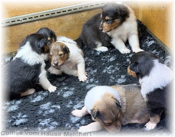 Collies vom Hause Melchert