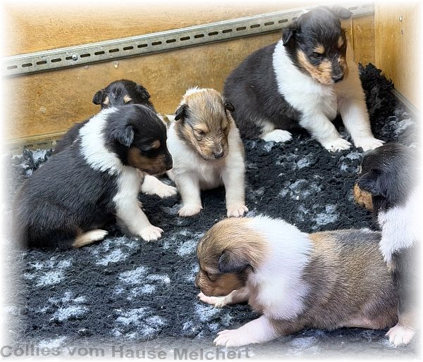 Collies vom Hause Melchert