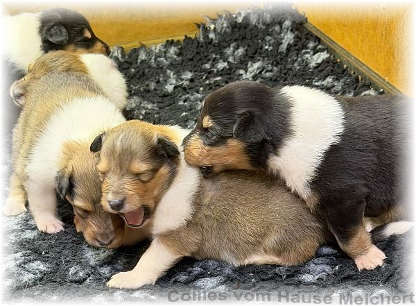 Melchert Collies