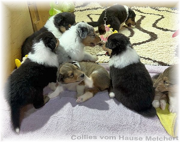 Collie Welpen Melchert Collies