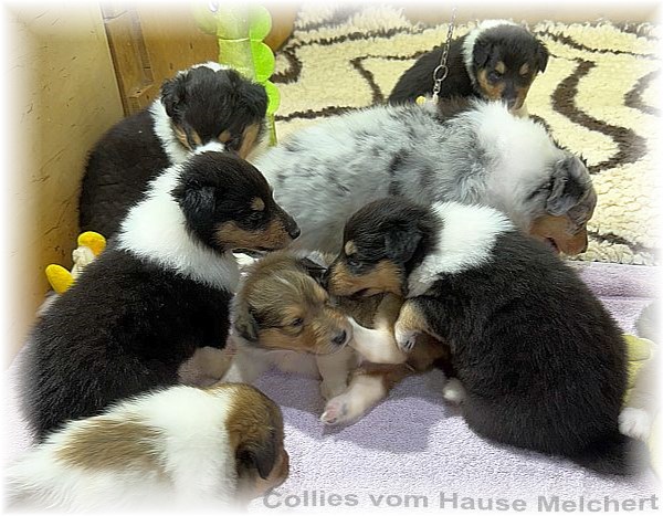 Collie Welpen Melchert Collies