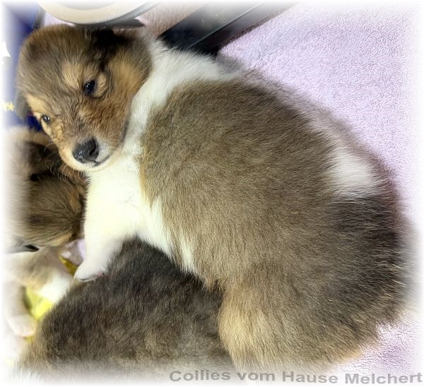 Collie Welpen Melchert Collies