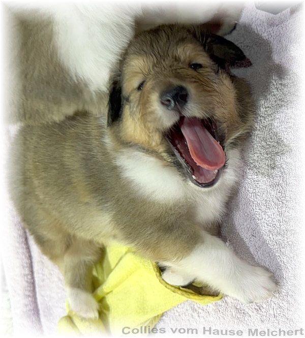 Collie Welpen Melchert Collies