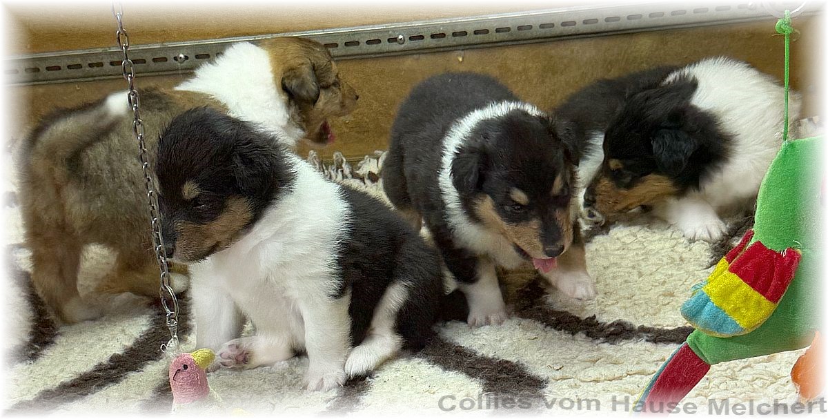 Collie Welpen Melchert Collies