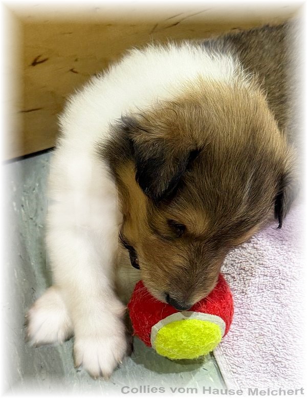 Collie Welpen Melchert Collies