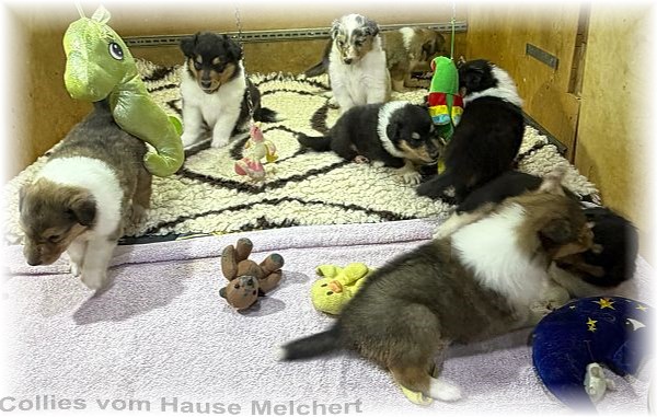 Collie Welpen Melchert Collies