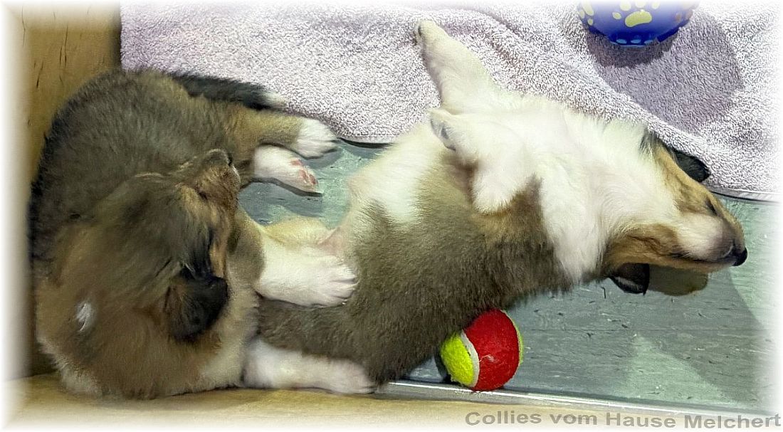 Collie Welpen Melchert Collies