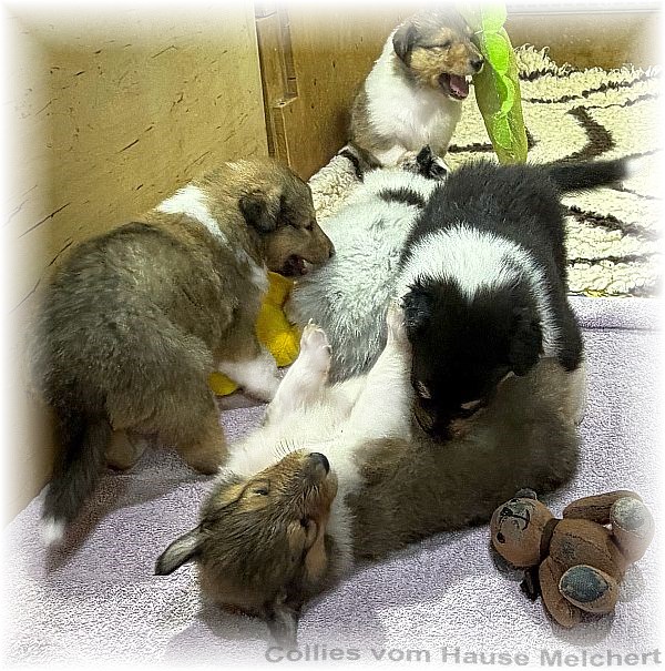 Collie Welpen Melchert Collies