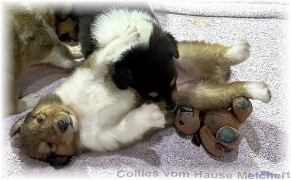 Collie Welpen Melchert Collies