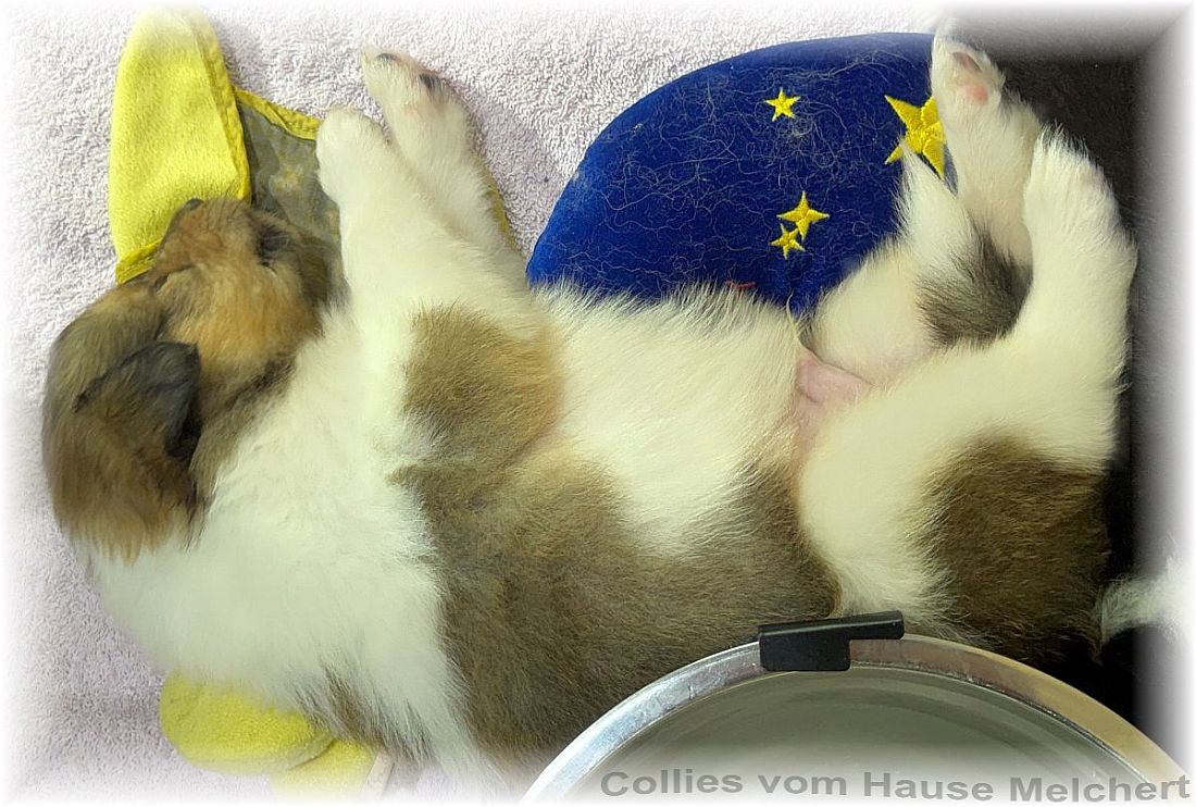 Collie Welpen Melchert Collies