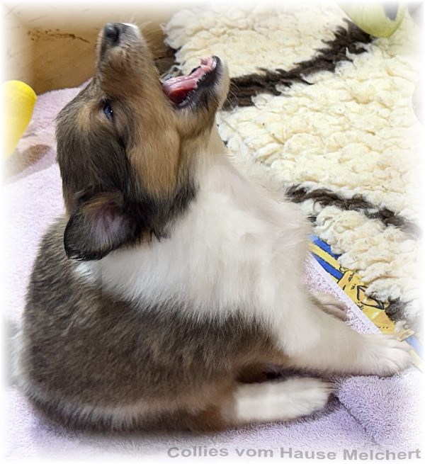 Collie Welpen Melchert Collies