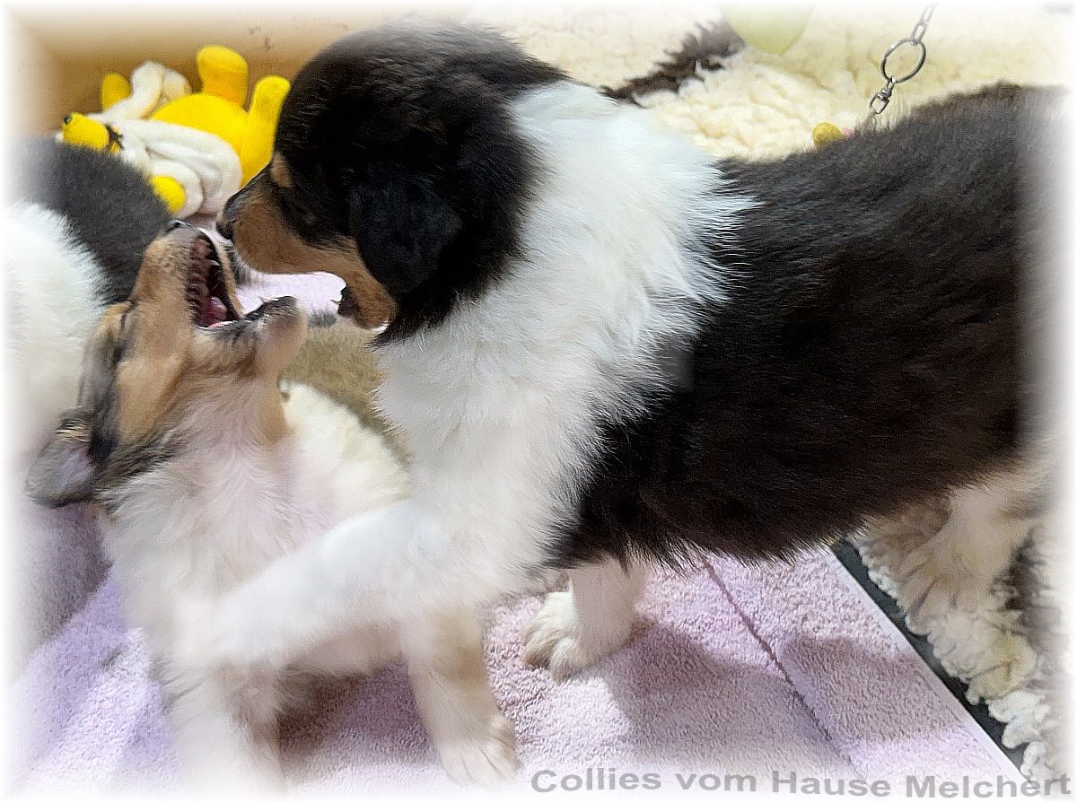 Collie Welpen Melchert Collies