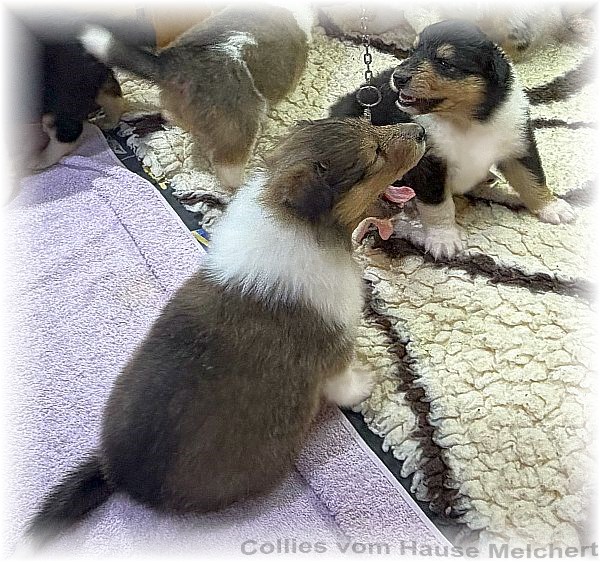Collie Welpen Melchert Collies