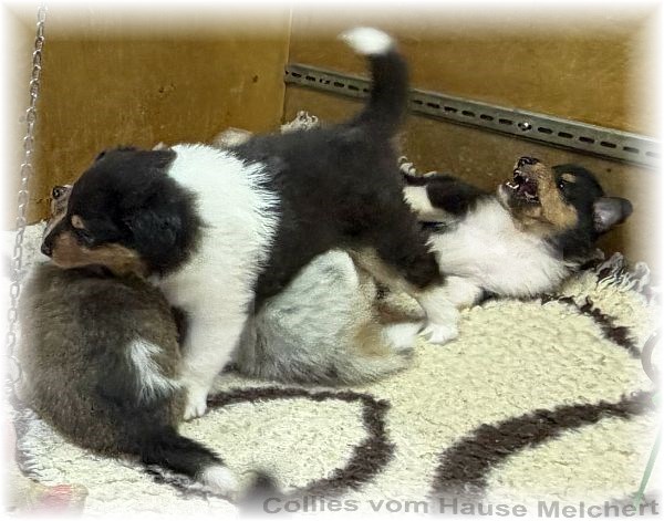 Collie Welpen Melchert Collies
