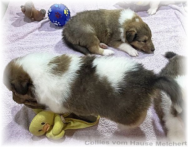 Collie Welpen Melchert Collies