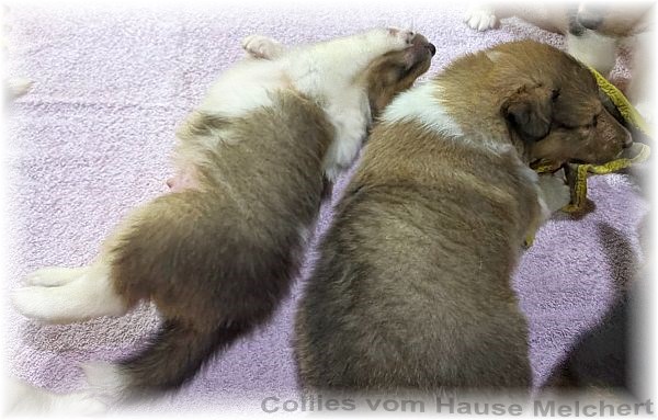 Collie Welpen Melchert Collies