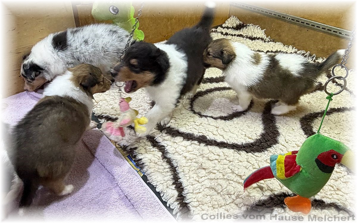 Collie Welpen Melchert Collies
