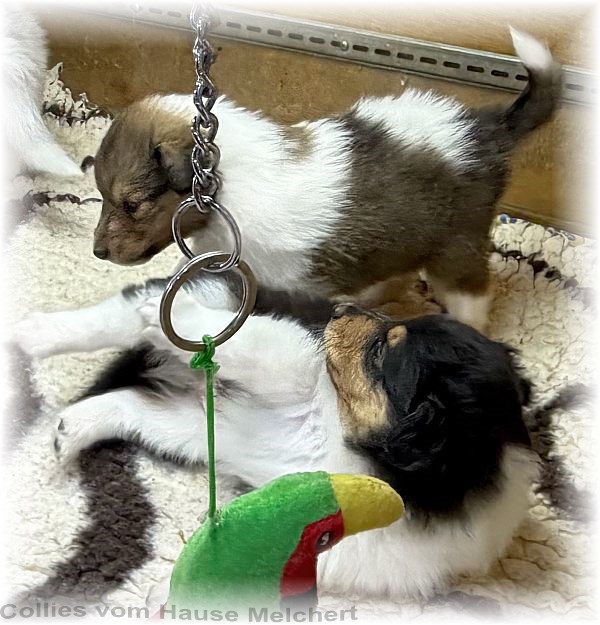 Collie Welpen Melchert Collies