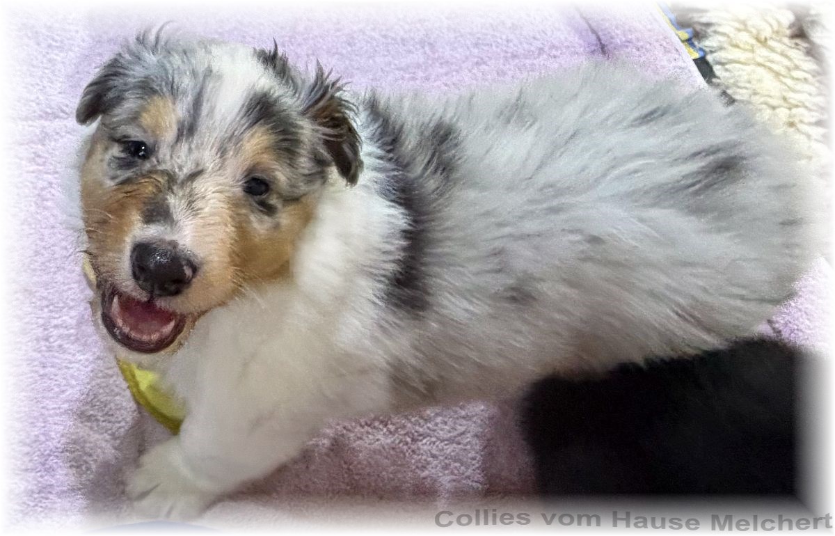 Collie Welpen Melchert Collies