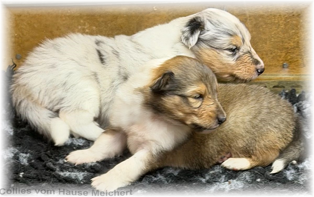 Melchert Collies