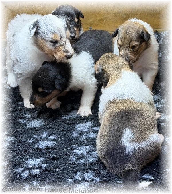 Melchert Collies
