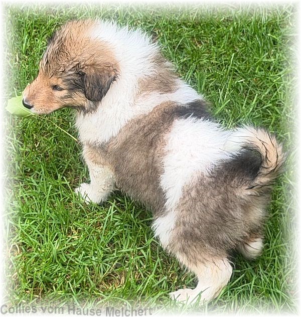 Collie Welpen