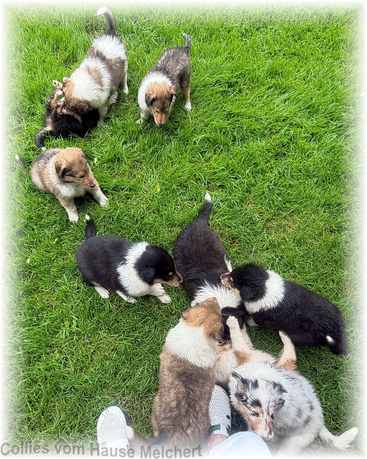 Collie Welpen