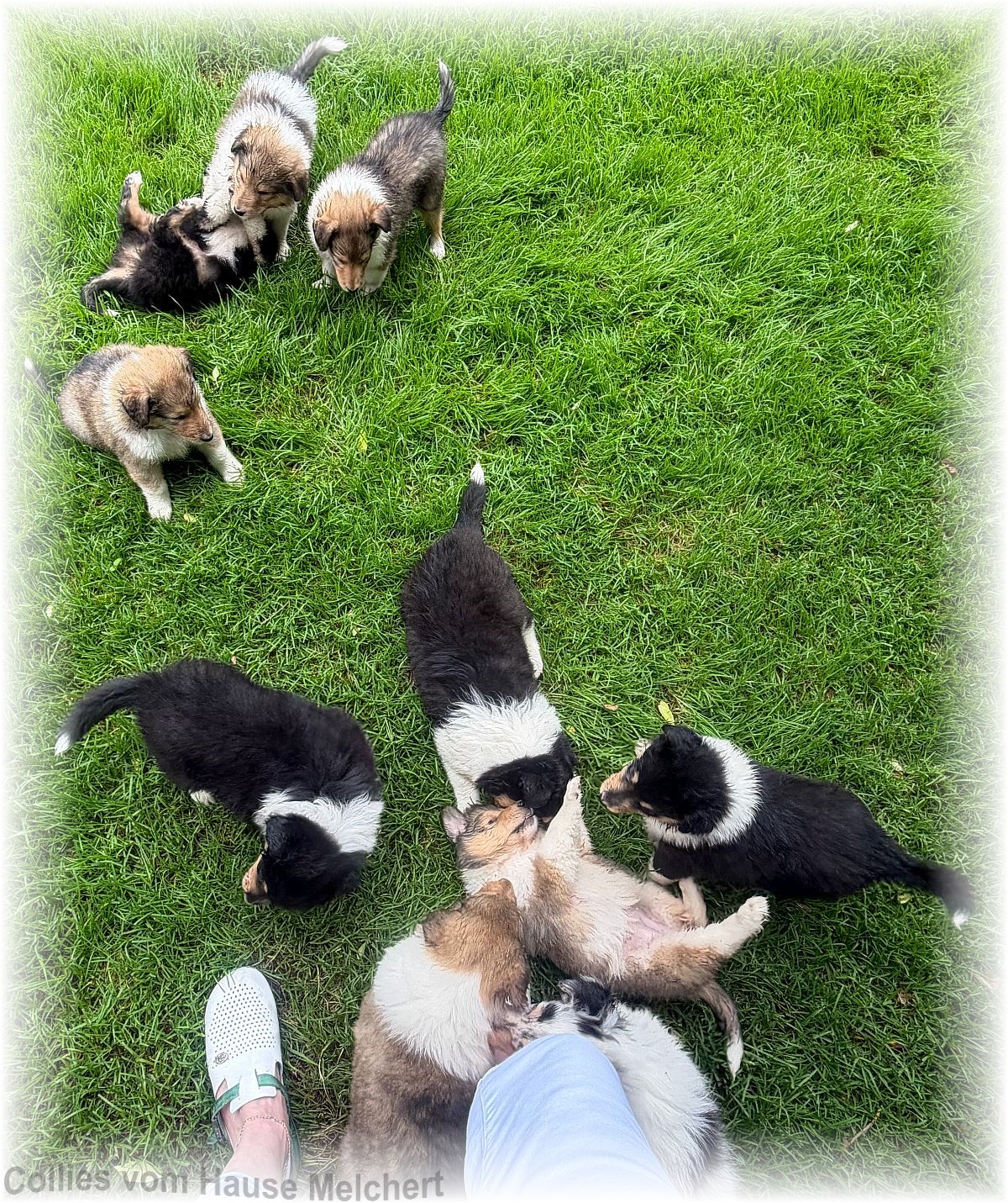 Collies vom Hause Melchert