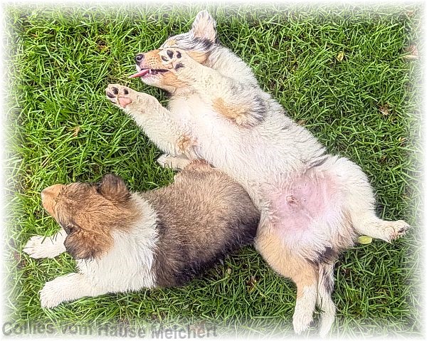 Collie Welpen