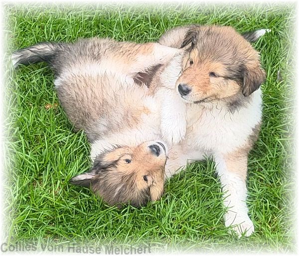 Collie Welpen
