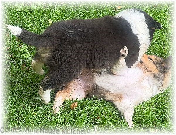 Collie Welpen