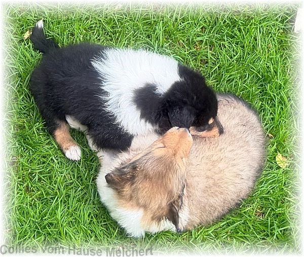 Collie Welpen