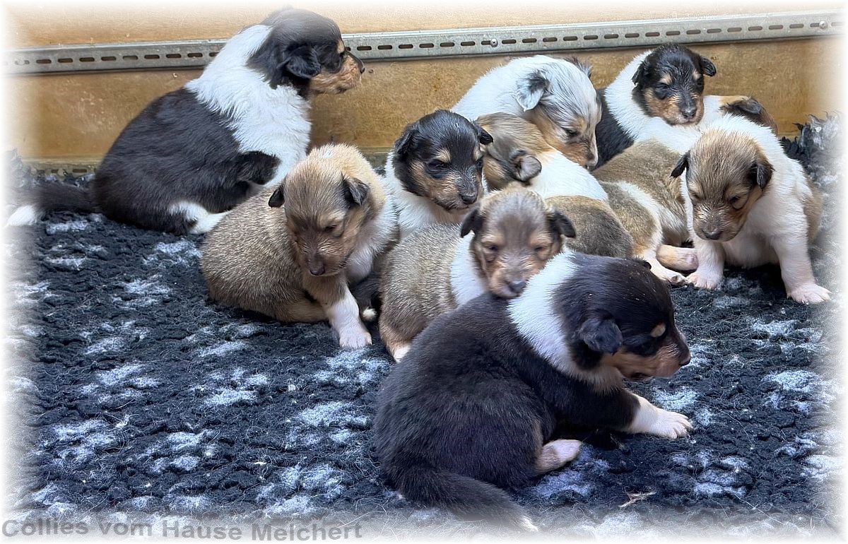 Collies vom Hause Melchert