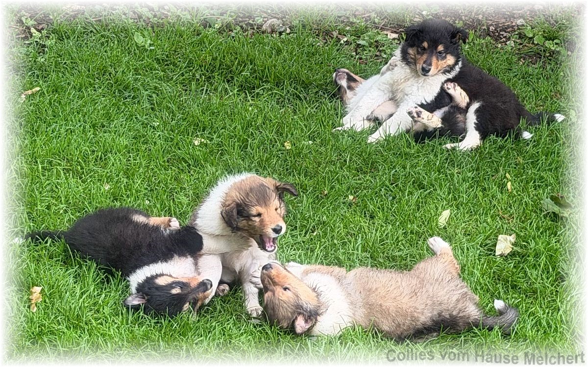 Collie Welpen