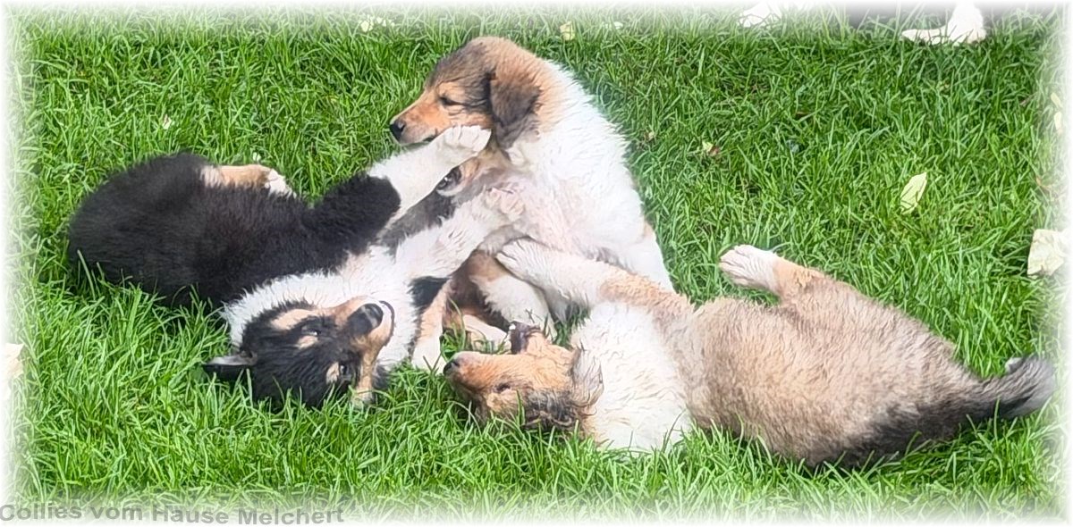 Collie Welpen