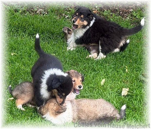 Collie Welpen