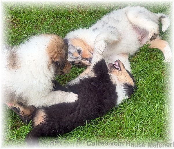 Collies vom Hause Melchert