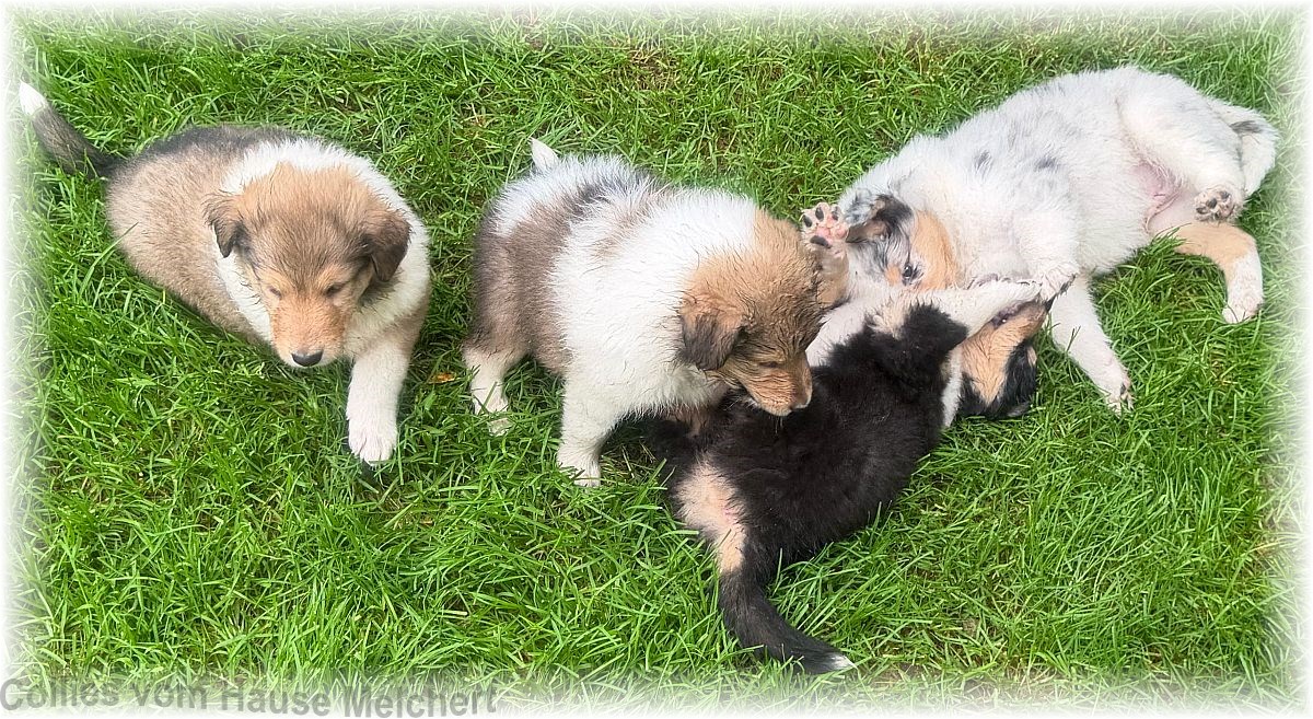 Collie Welpen