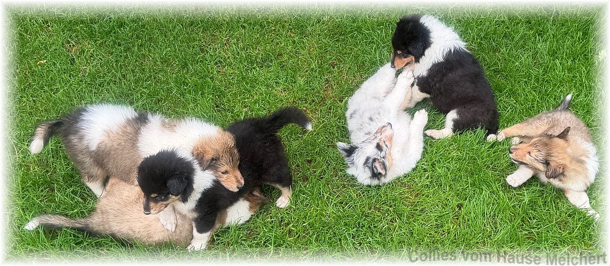 Collie Welpen