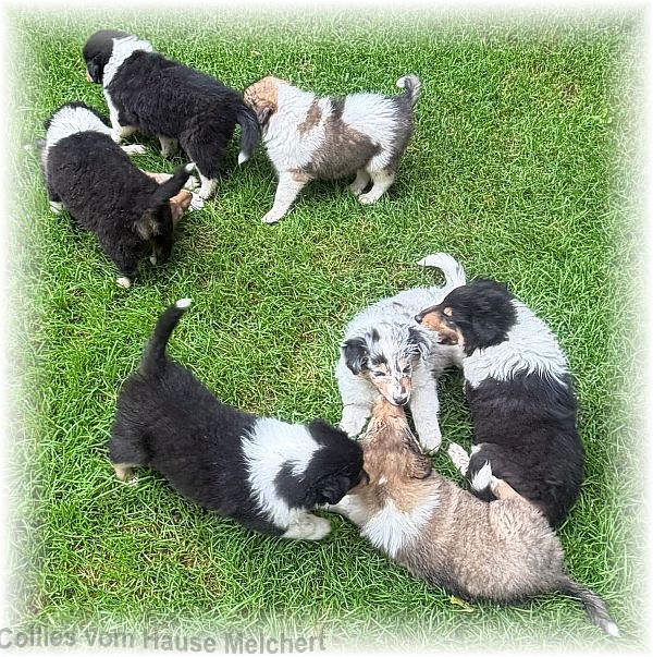 Collie Welpen