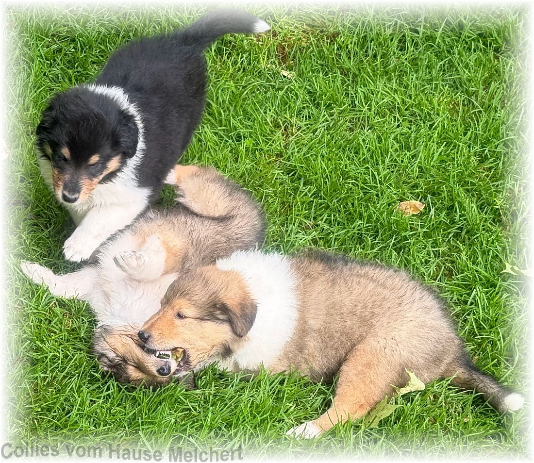 Collies vom Hause Melchert