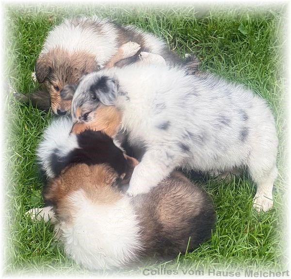 Collies vom Hause Melchert