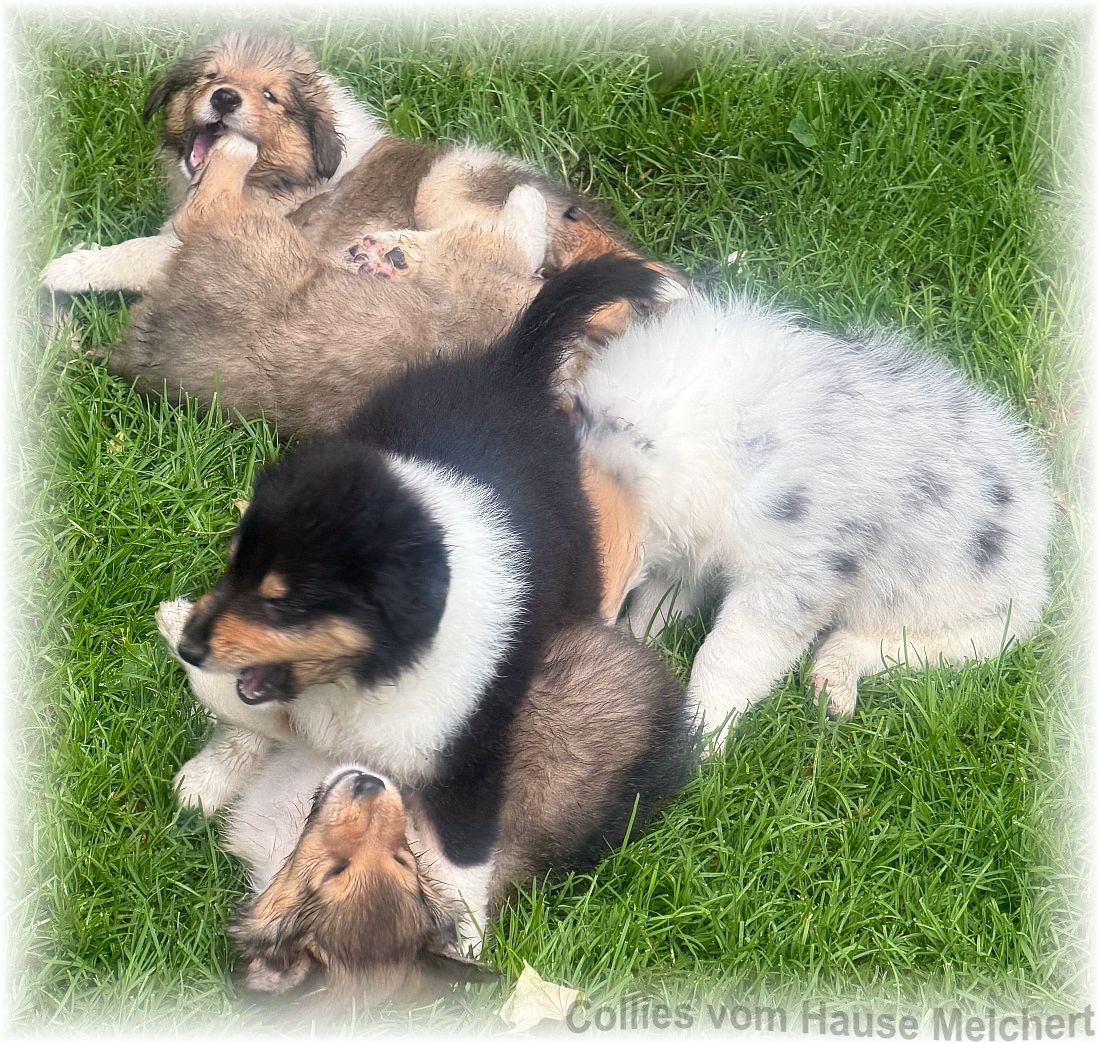 Collie Welpen