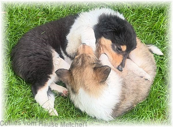 Collies vom Hause Melchert