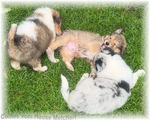 Collies vom Hause Melchert