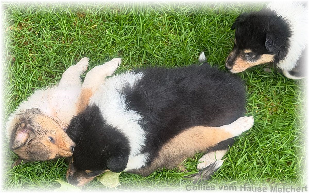 Collies vom Hause Melchert