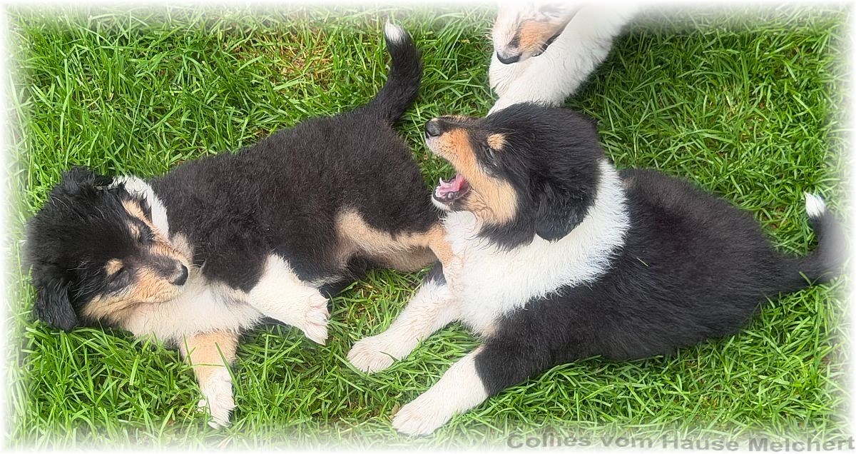 Collies vom Hause Melchert