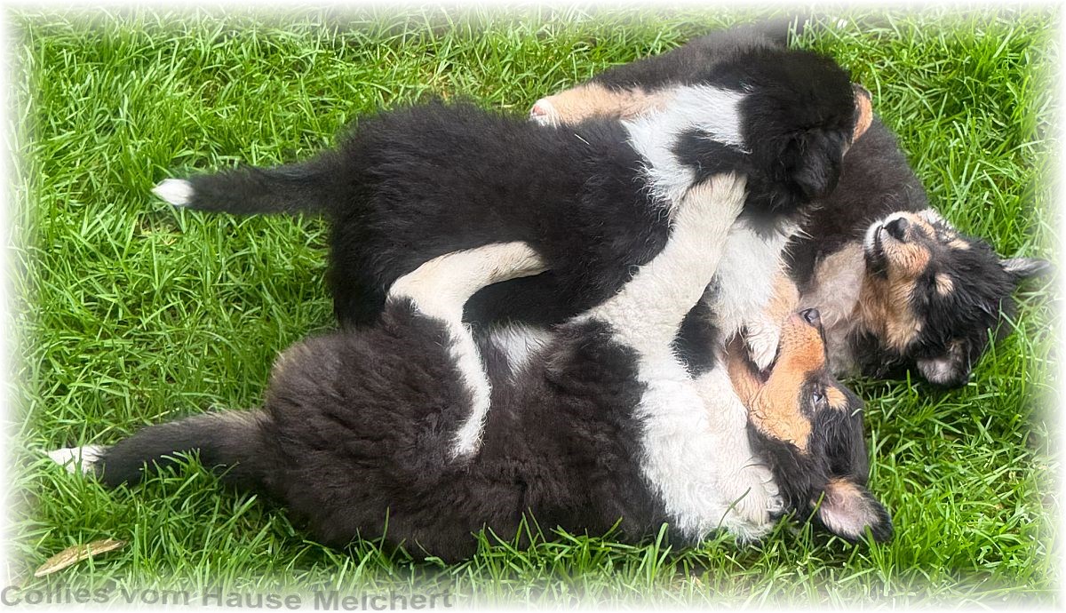 Collie Welpen